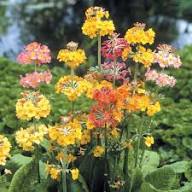 Primula Candelabra Flower Seeds for Planting – Heirloom Non-GMO High Germination Organic Garden Seeds