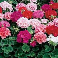 Mixed Geranium Pelargonium Flower Seeds – Heirloom, Non-GMO, High Germination Seeds