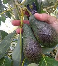 Carmen Hass Avocado Seeds for Planting – Heirloom Non-GMO High Germination Organic Garden Seeds