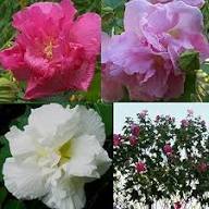 Mixed Double Hibiscus Flower Seeds – Heirloom Non-GMO High Germination Seeds