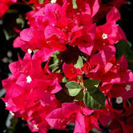 Semillas de flores de buganvilla rosadas para jardinería – Semillas de jardín orgánicas reliquia, no modificadas genéticamente, de alta germinación para plantar
