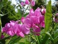 Purple Lathyrus Odoratus Flower Seeds Heirloom Non-GMO High Germination Organic Garden Seeds for Planting