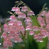 Pink Lily of the Valley Flower Seeds – Seeds for Planting, Heirloom, Non-GMO, High Germination Organic Garden Seeds