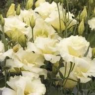Lisianthus Yellow Flower Seeds – Heirloom Non-GMO High Germination Organic Garden Seeds