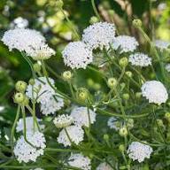 White Didiscus Flower Seeds – Heirloom Non-GMO High Germination