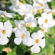 White Aubrieta Flower Seeds Heirloom Non-GMO High Germination Organic Garden Seeds