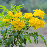 Yellow Tecoma Stans Flower Seeds Heirloom Non-GMO High Germination Seeds for Planting