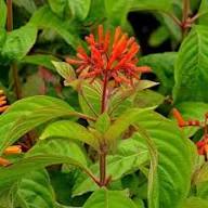 Semillas de flores Hamelia Patens – Reliquia, sin OMG, semillas de alta germinación para plantar