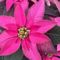 Poinsettia Flower Seeds Heirloom Non-GMO High Germination Organic Garden Seeds for Planting