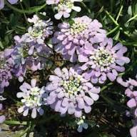 Lila Gibraltar Blumensamen – Historisch, gentechnikfrei, hochkeimende Bio-Gartensamen zum Pflanzen