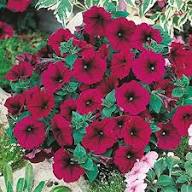 Marron Petunia Flower Seeds Heirloom Non-GMO High Germination Organic Garden Seeds for Planting