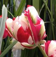 Red White Parrot Tulip Flower Seeds for Planting – Heirloom, Non-GMO, High Germination