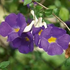 Purple Thunbergia Flower Seeds Heirloom Non-GMO High Germination Organic Garden Seeds for Planting