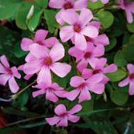 Oxalis Flower Seeds Pink Perennial – Heirloom, Non-GMO, High Germination Organic Garden Seeds for Planting Seeds for Planting