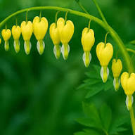 Yellow Lamprocapnos Flower Seeds – Heirloom Non-GMO High Germination Organic Seeds