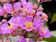 Pink Speciosa Flower Seeds Heirloom Non-GMO High Germination Organic Garden Seeds for Planting