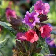 Pink Lungwort Flower Seeds – Heirloom, Non-GMO, High Germination Seeds