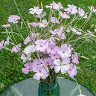 Pink Agrostemma Flower Seeds for Planting – Heirloom, Non-GMO, High Germination Organic Garden Seeds