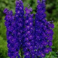 Violet Delphinium Flower Seeds – Heirloom Non-GMO High Germination Organic Garden Seeds
