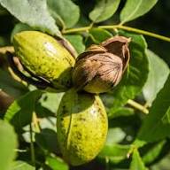 Green Pecan Seeds Heirloom Non-GMO High Germination Organic Garden Seeds for Planting