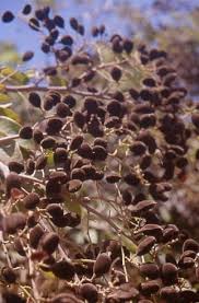 Jamun Seeds Brown for Planting – Heirloom Non-GMO High Germination Organic Garden Seeds