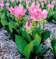 Siam Tulip Flower Seeds Pink for Planting – Heirloom, Non-GMO, High Germination