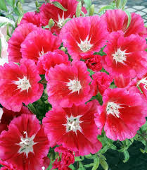 Red Clarkia Flower Seeds – Heirloom, Non-GMO, High Germination Organic Garden Seeds for Planting