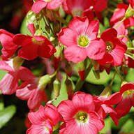 Red Oxalis Flower Seeds – Heirloom, Non-GMO, High Germination Organic Garden Seeds for Planting