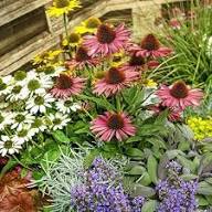 Purple Green Echinacea Flower Seeds – Heirloom Non-GMO High Germination Seeds