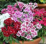 Purple Dianthus Flower Seeds – Heirloom, Non-GMO, High Germination Organic Garden Seeds for Planting