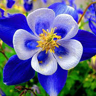 Violet Aquilegia Flower Seeds – Heirloom Non-GMO High Germination Organic Garden Seeds