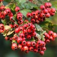Hawthorn Red Seeds – Heirloom Non-GMO High Germination Organic Garden Seeds for Planting