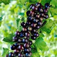 Mixed Currant Seeds – Heirloom, Non-GMO, High Germination Organic Garden Seeds for Planting