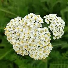 White Double Achillea Flower Seeds – Heirloom Non-GMO High Germination