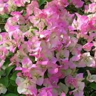 Pink White Bougainvillea Flower Seeds – Heirloom, Non-GMO, High Germination Organic Garden Seeds