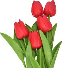Tulip Flower Seeds Red Heirloom Non-GMO High Germination Organic Garden Seeds for Planting