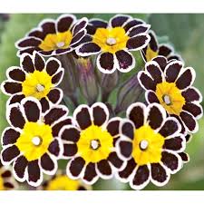Semillas de flores de prímula negras y amarillas – Semillas orgánicas de jardín para plantar, reliquia, sin OMG, de alta germinación.