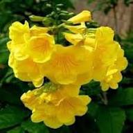 Yellow Horn Flower Seeds – Heirloom Non-GMO High Germination Organic Garden Seeds