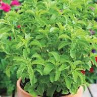 Green Basilicum Minimum Plant Seeds Heirloom Non-GMO High Germination Organic Garden Seeds for Planting
