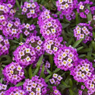 Purple Alyssum Flower Seeds Heirloom Non-GMO High Germination Organic Garden Seeds for Planting