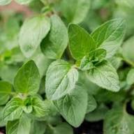Perennial Oregano Plant Seeds Heirloom Non-GMO High Germination Organic Garden Seeds