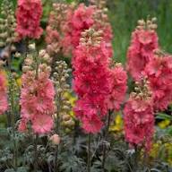 Red Delphinium Flower Seeds for Planting – Heirloom, Non-GMO, High Germination Organic Garden Seeds
