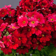 Primula Flower Seeds Red Heirloom Non-GMO High Germination Organic Garden Seeds for Planting