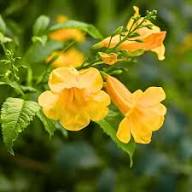 Yellow Heimia Salicifolia Flower Seeds – Heirloom, Non-GMO, High Germination Seeds