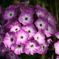 Purple Phlox Flower Seeds Heirloom Non-GMO High Germination Organic Garden Seeds for Planting
