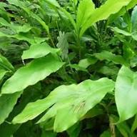 Green Cardamom Green Seed Heirloom Non-GMO High Germination Organic Garden Seeds for Planting