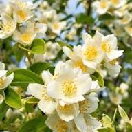 White Philadelphus Lewisii Flower Seeds Heirloom Non-GMO High Germination Organic Garden Seeds for Planting
