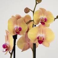 Phalaenopsis Orchid Garden Flower Seeds for Planting – Heirloom, Non-GMO, High Germination Organic Garden Seeds
