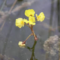 Utricularia Flower Seeds Yellow for Planting – Heirloom, Non-GMO, High Germination