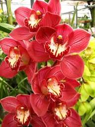 Rote Cymbidium-Blumensamen zum Pflanzen – Erbstück, gentechnikfrei, hohe Keimfähigkeit, Bio-Gartensamen